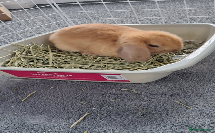 Mini Lop rabbits - Advert 4