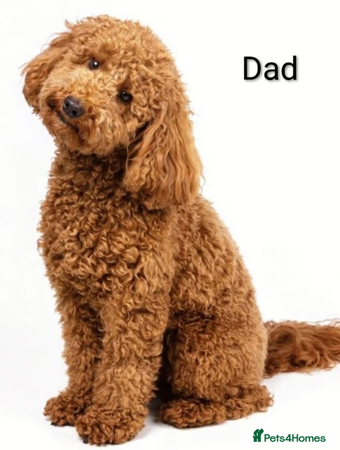 Cockapoo dogs for sale: Beautiful cockapoos puppies  - Advert 16