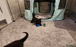Domestic Shorthair cats for sale: Domestic shorthair/medium hair kittens - Image 7