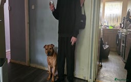 Mixed Breed dogs for sale: Bear the big cuddly goof - Advert 11