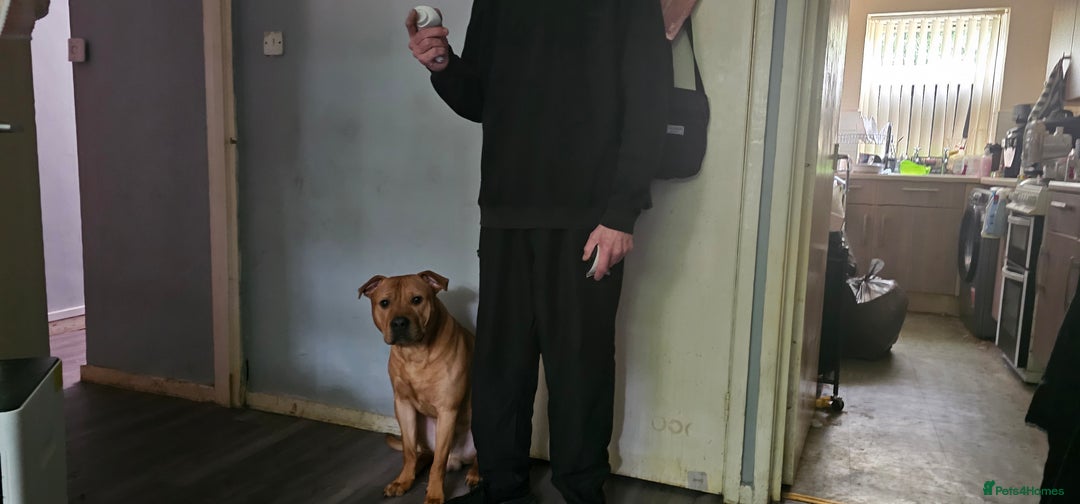 Mixed Breed dogs for sale: Bear the big cuddly goof - Advert 11