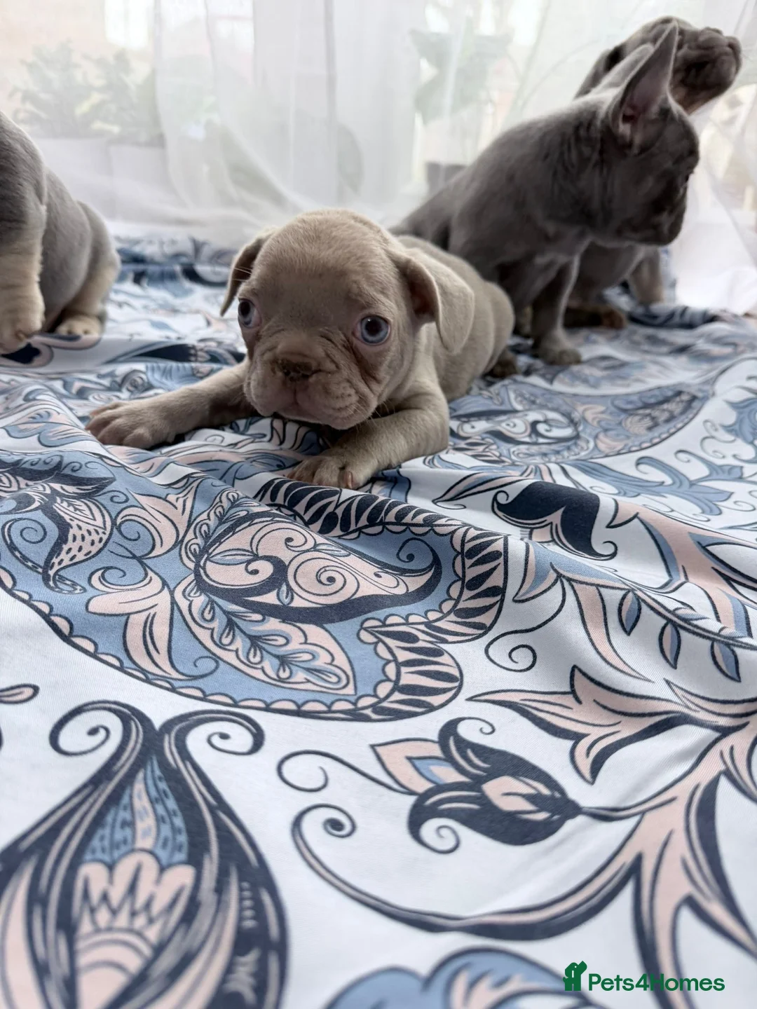 French Bulldog dogs for sale: FrenchBulldog Puppies Ready forTheirForeverHomes🐾 - Advert 11