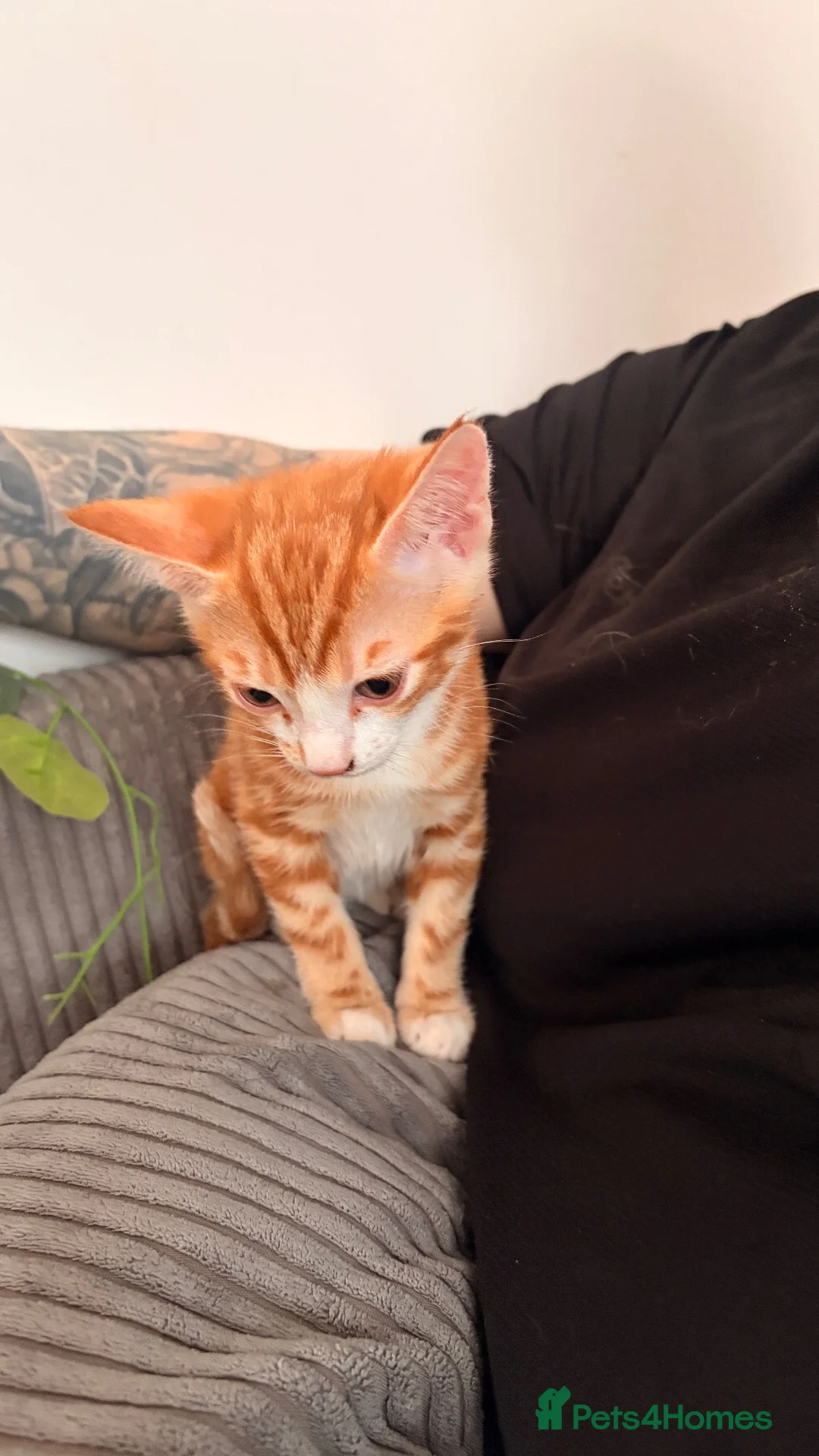 Domestic Shorthair cats for sale: Two domestic short hair ginger kittens  in Pontefract - Advert 7