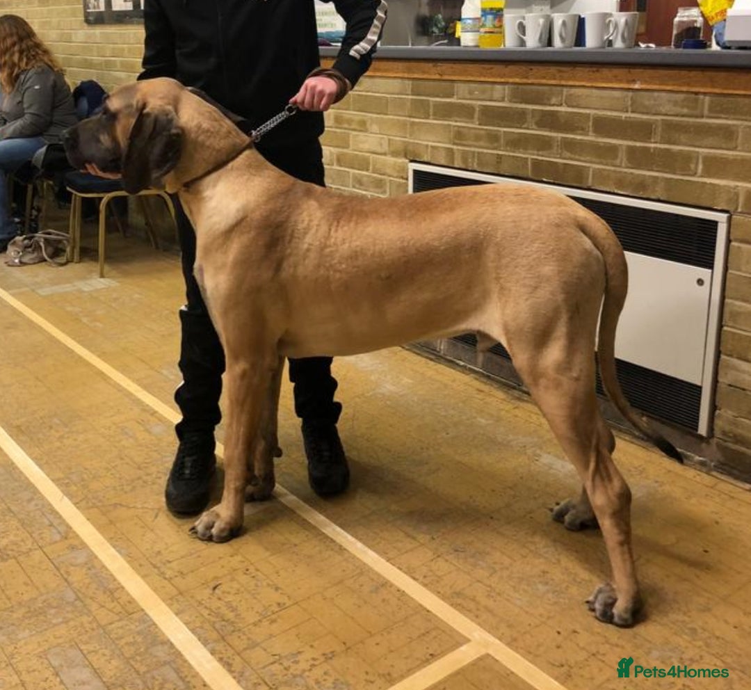 Great Dane dogs for stud: ✨ Great Dane Stud - KC Registered - Championship  - Image 3