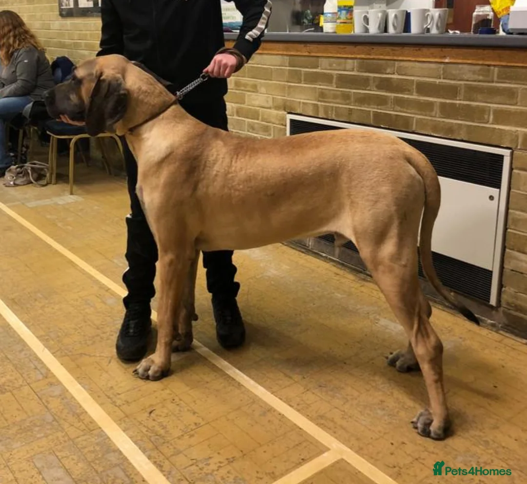 Great Dane dogs for stud: ✨ Great Dane Stud - KC Registered - Championship  - Advert 3