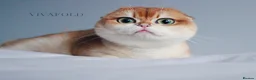 Scottish Fold cats for sale: Rare & Exclusive Golden Chinchilla Babies  - Advert 7