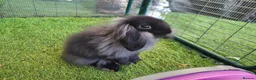 Mini Lop rabbits for sale: Beautiful Mini Lion Lop - READY TO LEAVE - Advert 10