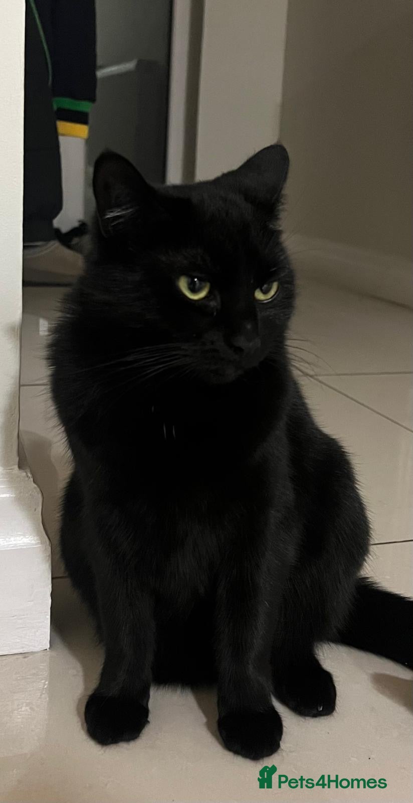 Domestic Shorthair cats for sale: Muffin  - Advert 4