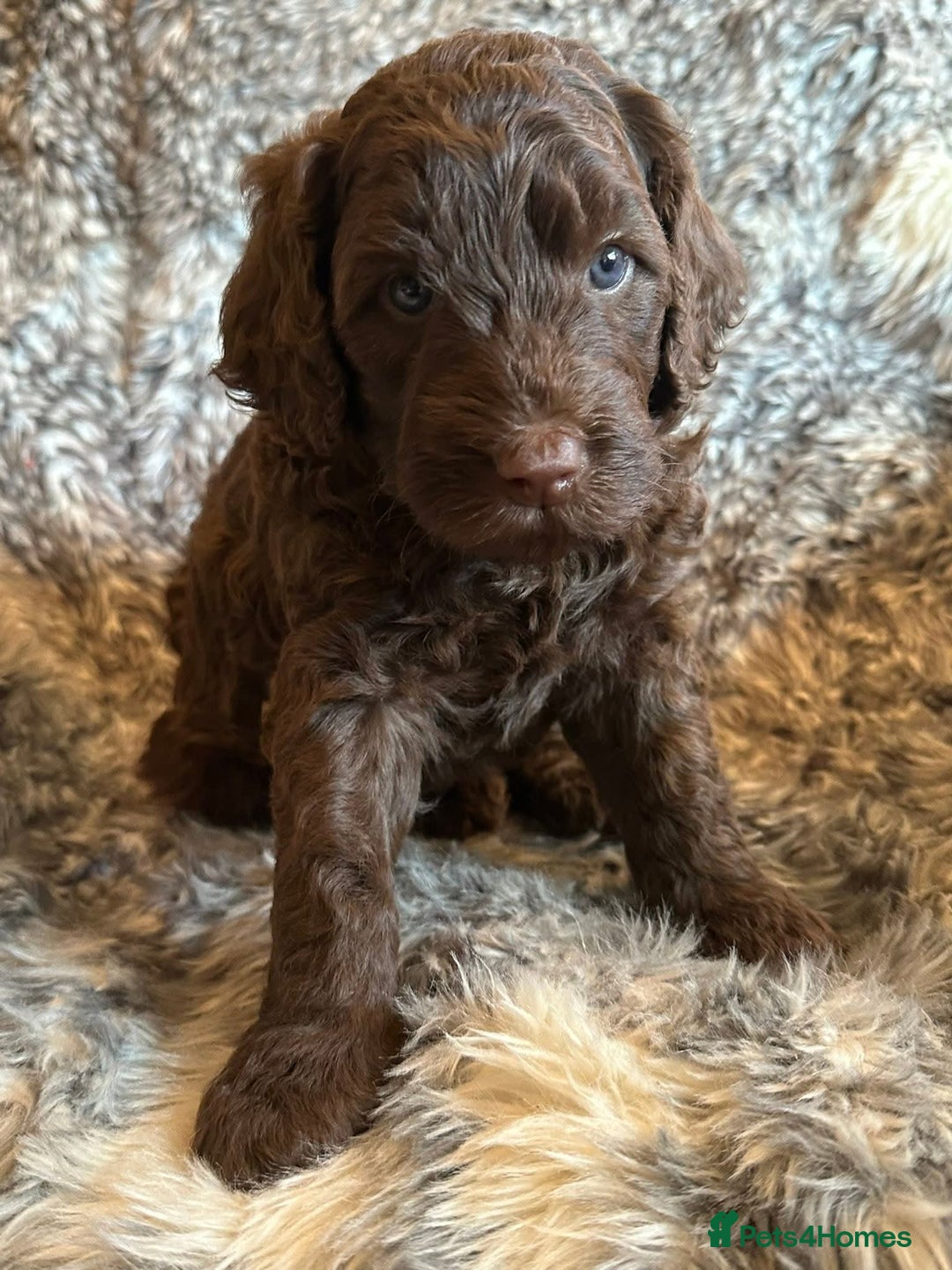 Goldendoodle dogs for stud: Exceptional Rare Colour GoldenDoodle Stud - Advert 8