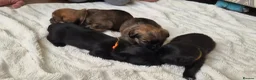 Mixed Breed dogs for sale: Jack Tzu Puppies - Advert 21