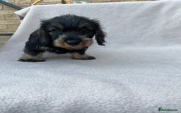 Miniature Dachshund dogs for sale: Wired haired miniature dachshund  - Image 1
