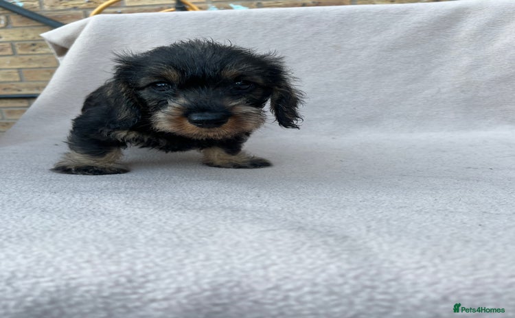 Miniature Dachshund dogs - Advert 15