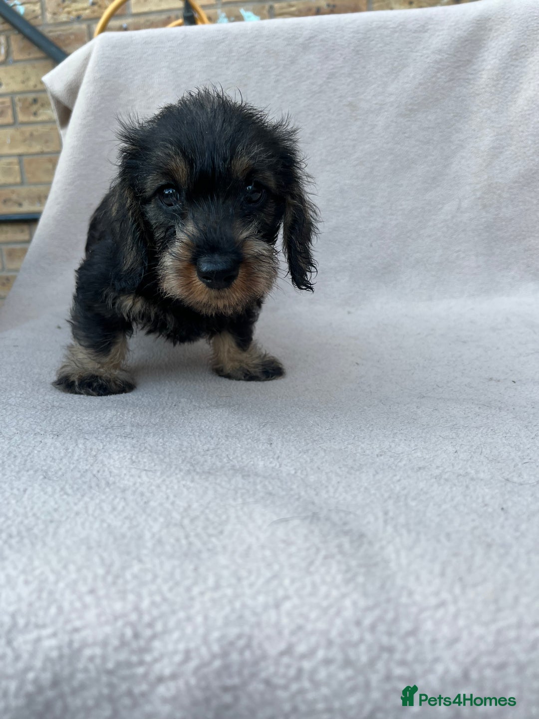 Miniature Dachshund dogs for sale: Wired haired miniature dachshund  - Image 1