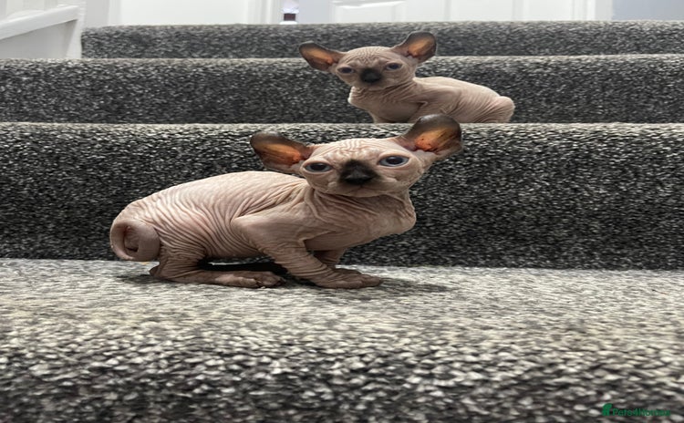 Sphynx cats - Advert 1