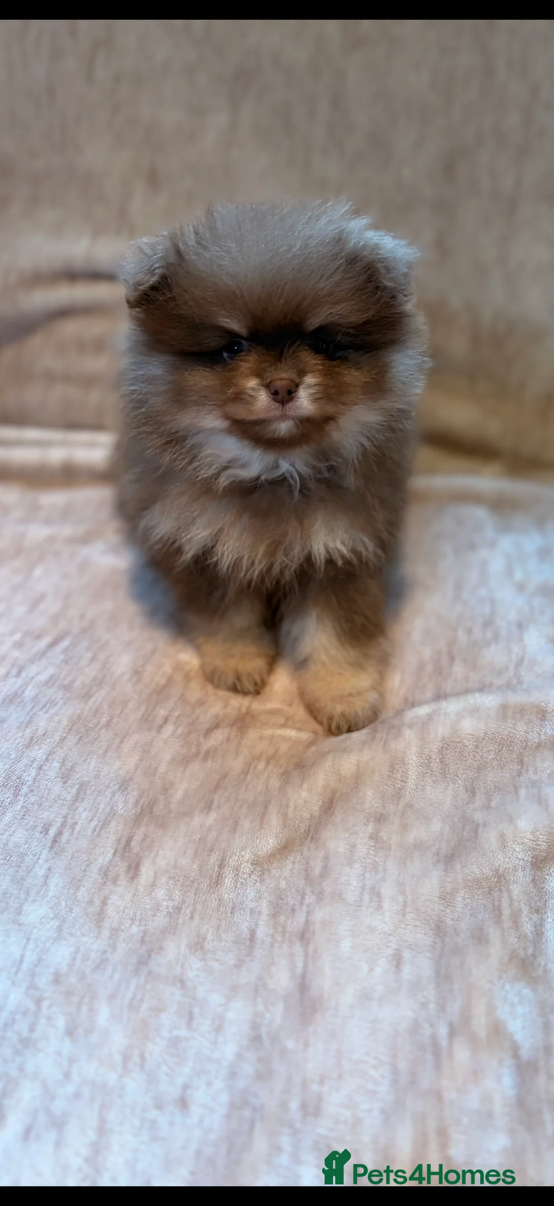 Pomeranian dogs for sale: Beautiful Pomeranian babies - Advert 11