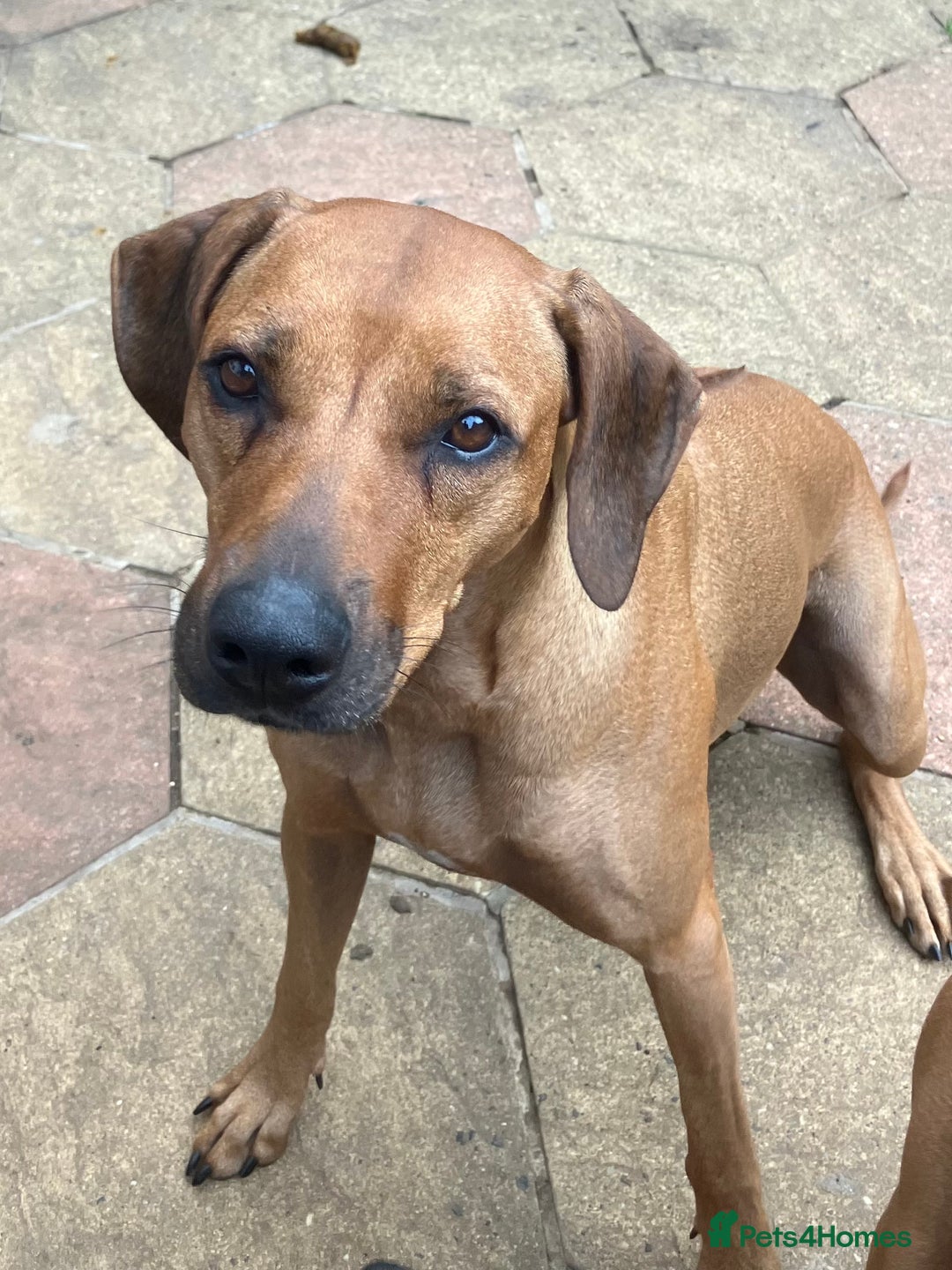 Rhodesian Ridgeback dogs for sale: Rhodesian ridgebacks for sale - Image 15