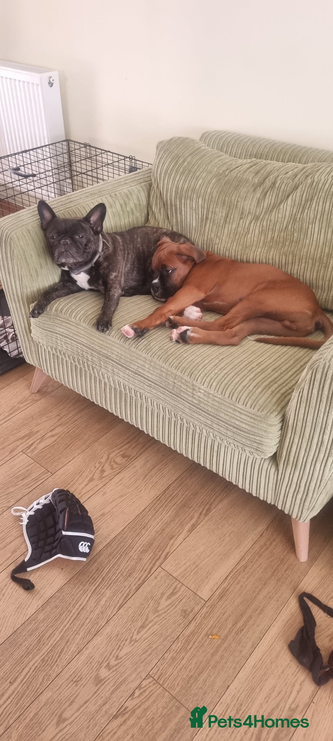 Boxer dogs for stud: Boxer for breeding - Image 4