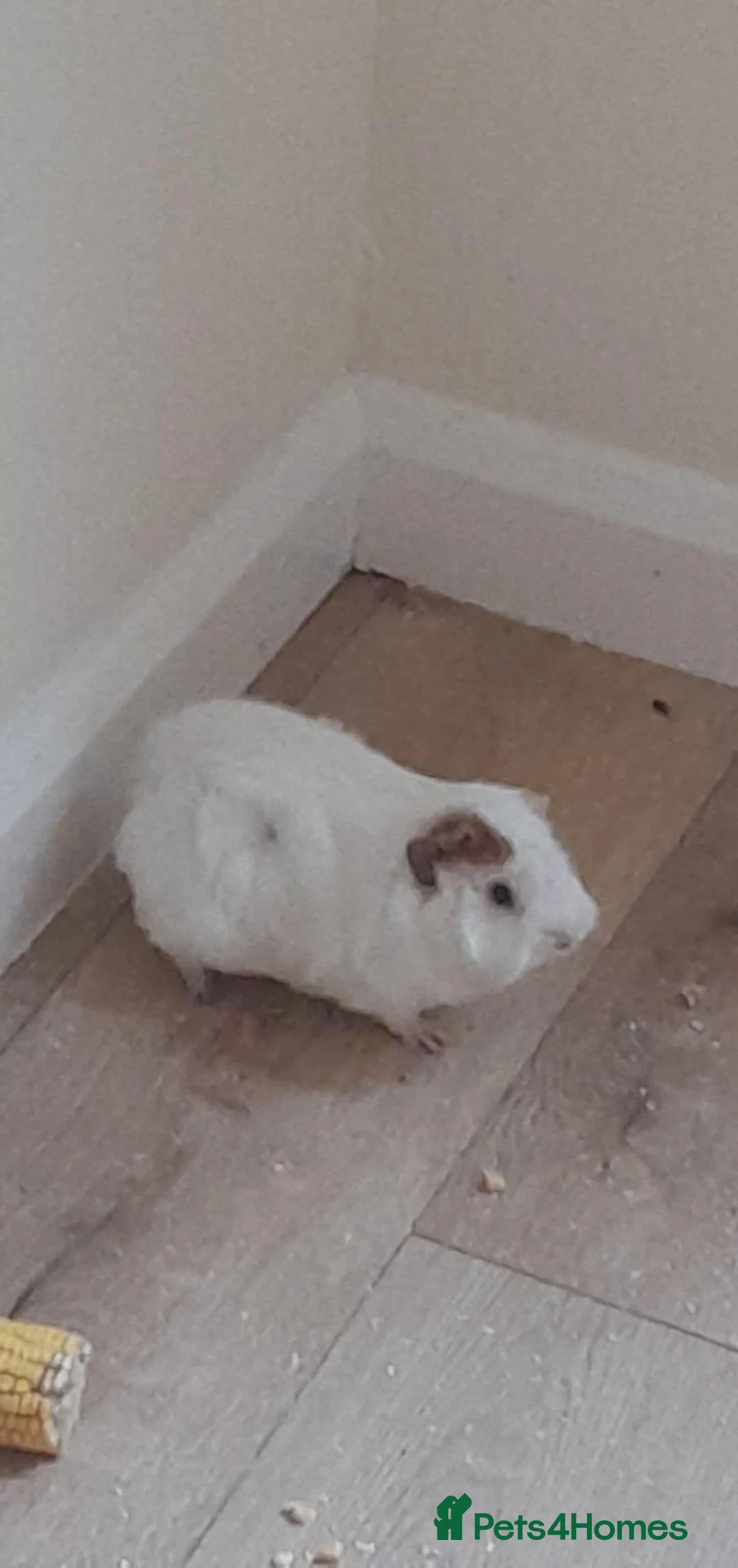 Guinea Pig rodents for sale: Baby girl guinea pigs  in Newtown - Advert 3