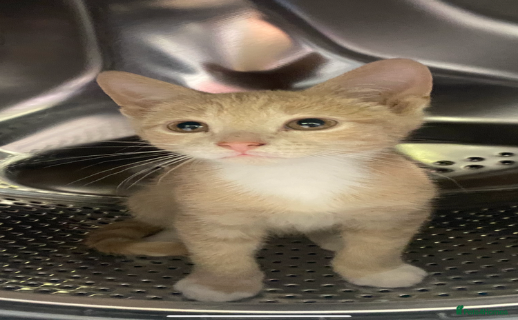Mixed Breed cats - Advert 1
