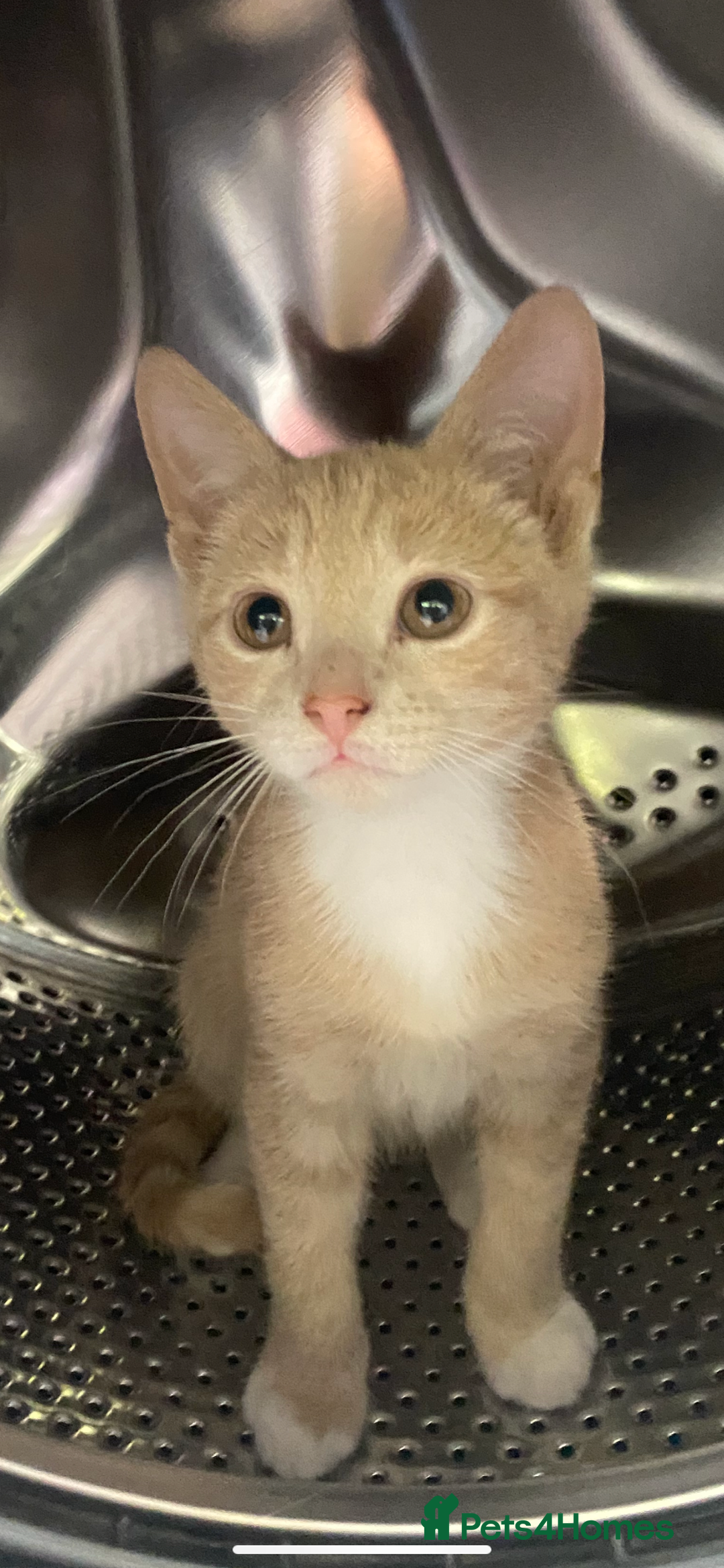 Mixed Breed cats for sale: Last kitten remaining💙💙 - Image 13