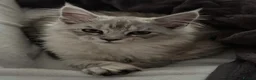 Maine Coon cats for sale: TICA Health Tested Black Silver Maine Coon - Advert 7