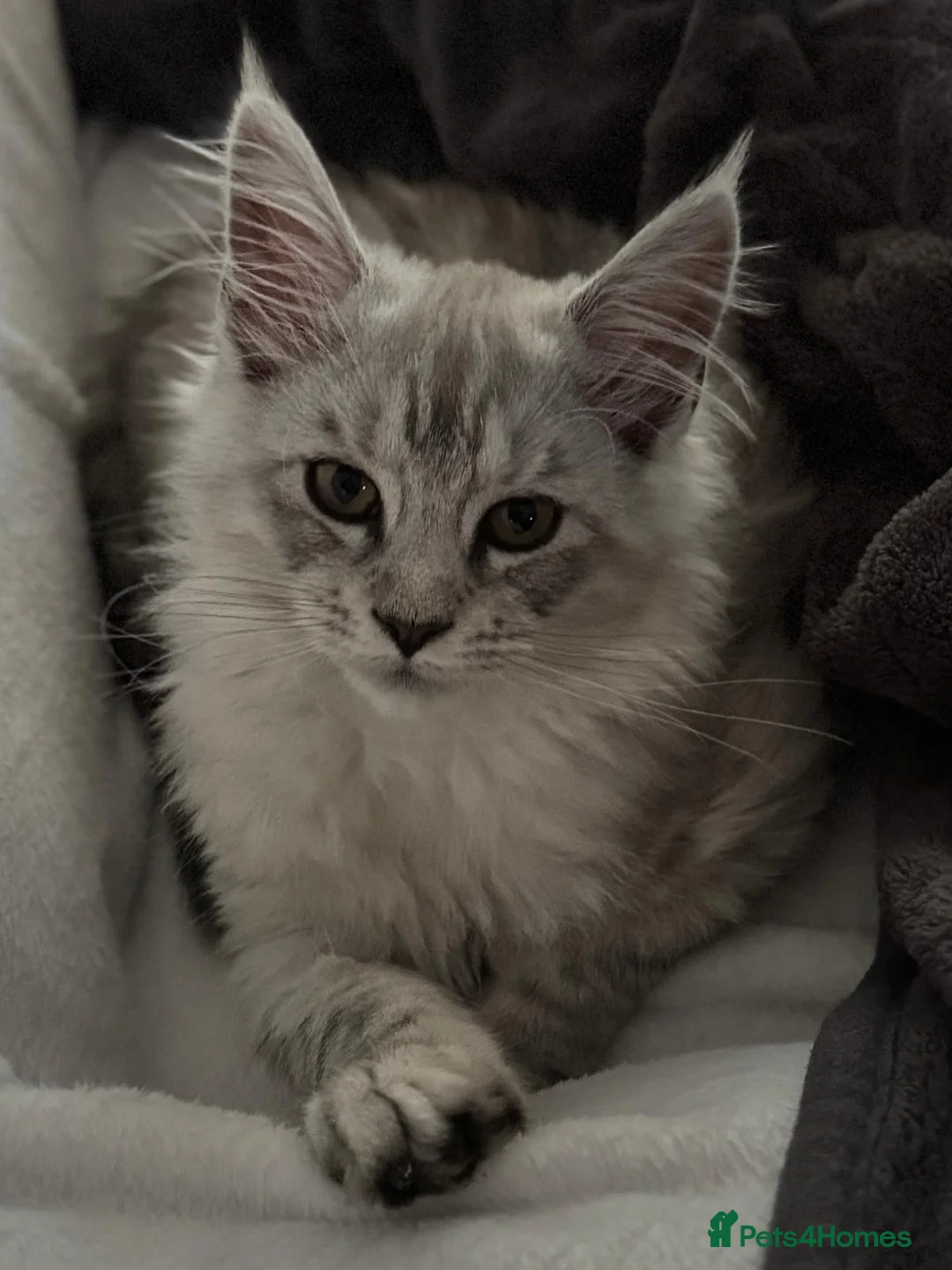 Maine Coon cats for sale: TICA Health Tested Black Silver Maine Coon - Advert 7