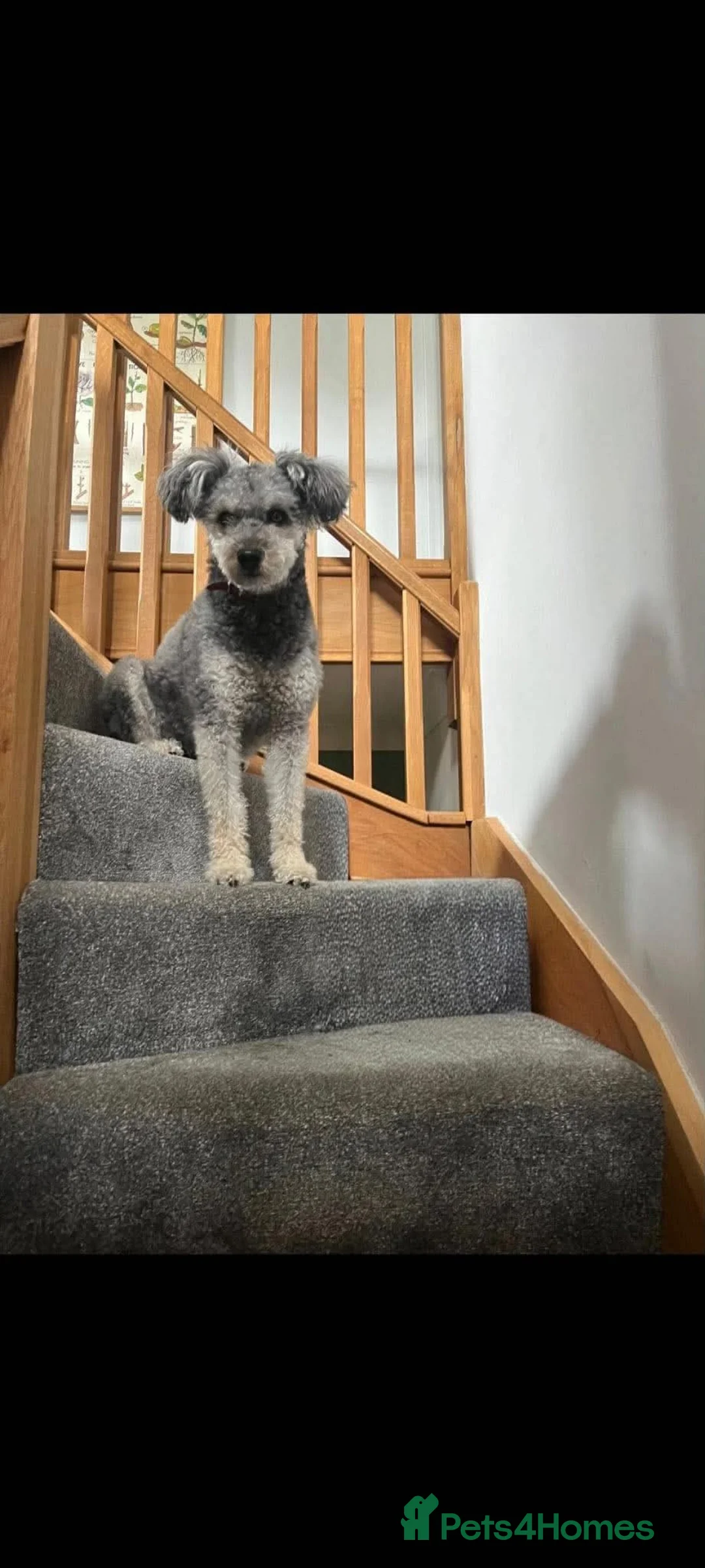 Mixed Breed dogs for adoption: 🌸PEPPER - Loyal Girl Needs A Fresh Start 🌸 in Spalding - Advert 2