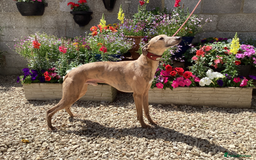 Whippet dogs for stud: PEDIGREE KC REGISTERED WHIPPET AT STUD in Salisbury - Image 1