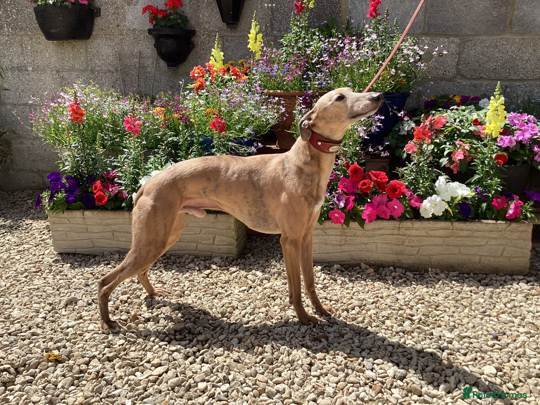 Whippet dogs for stud: PEDIGREE KC REGISTERED WHIPPET AT STUD in Salisbury - Image 1