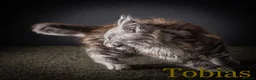 Maine Coon cats for sale: TICA-Registered Male Maine Coon Kittens - Advert 23