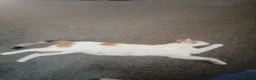 Mixed Breed cats for sale: Beautifully kittens need for there forever home  in Burnley - Advert 1