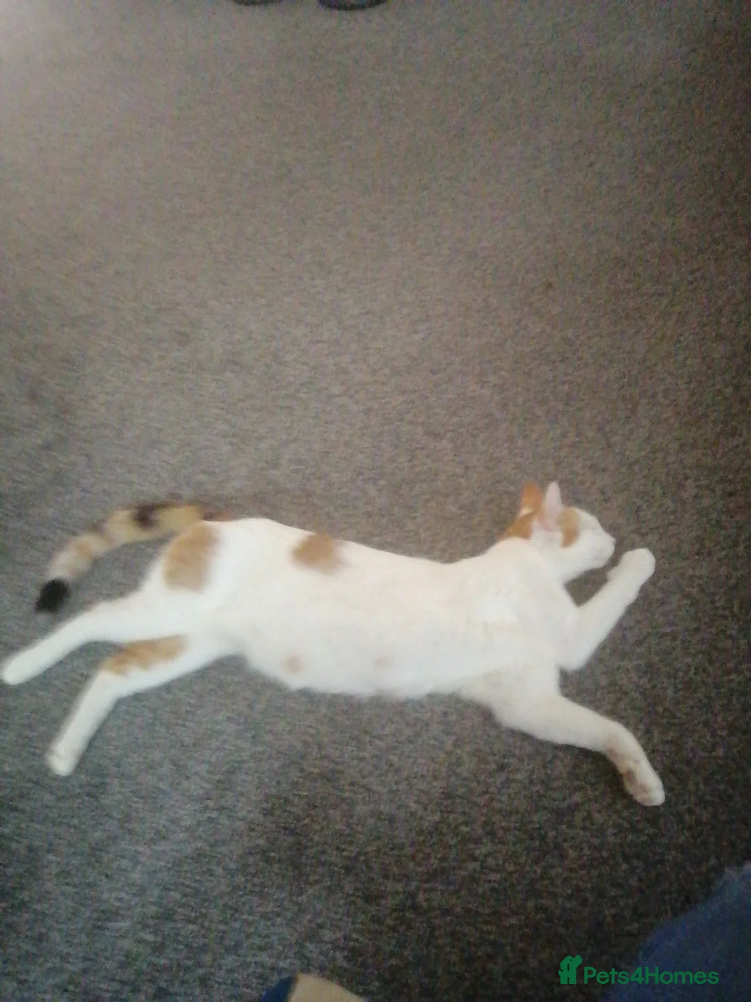 Mixed Breed cats for sale: Beautifully kittens need for there forever home  in Burnley - Advert 1