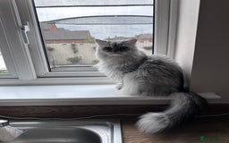 Persian cats for sale: Lovely Persian Cat  - Image 2