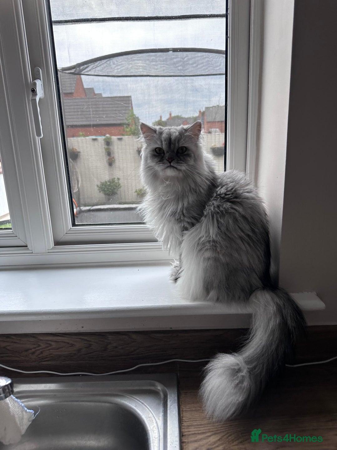 Persian cats for sale: Lovely Persian Cat  - Image 2