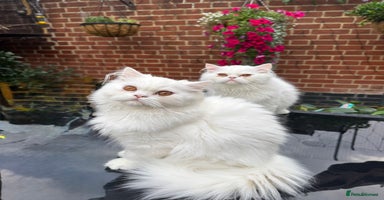 Persian cats - Advert 9