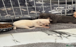 Chihuahua dogs for sale: Long coat chihuahua pups - Image 2