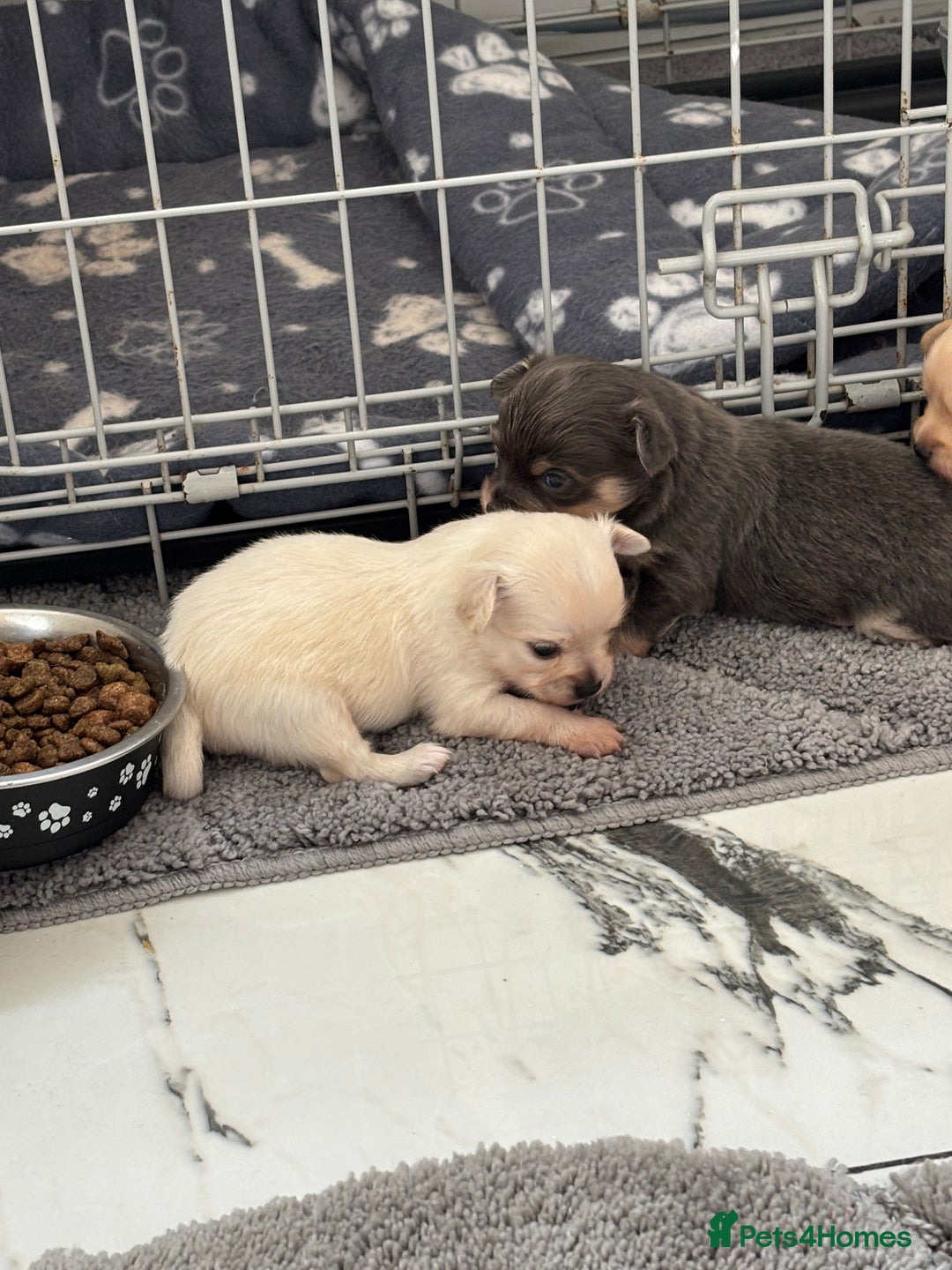 Chihuahua dogs for sale: Long coat chihuahua pups - Image 2