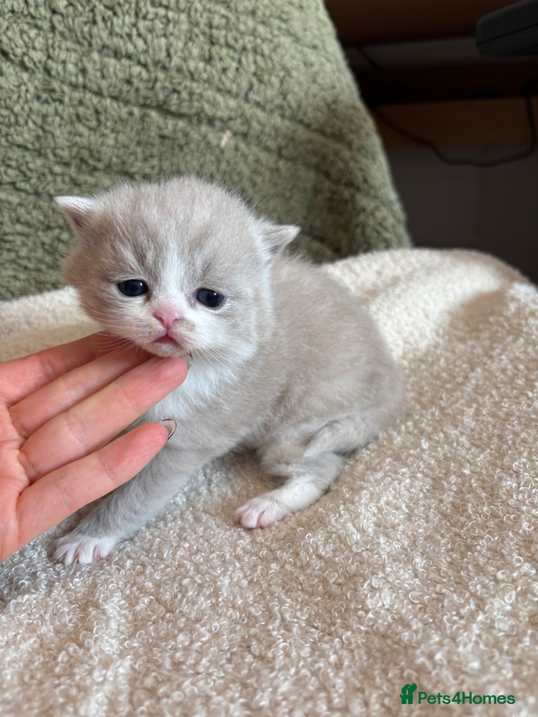 British Shorthair cats for sale: ✨ Gccf Champion Parents. Lilac bi colour male ✨ - Advert 11