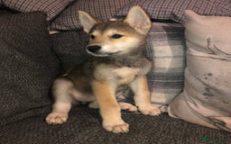 Mixed Breed dogs for sale: READY NOW! Beautiful Japanese Akita Puppies - Image 20