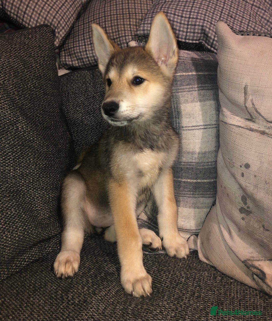 Mixed Breed dogs for sale: READY NOW! Beautiful Japanese Akita Puppies - Image 20