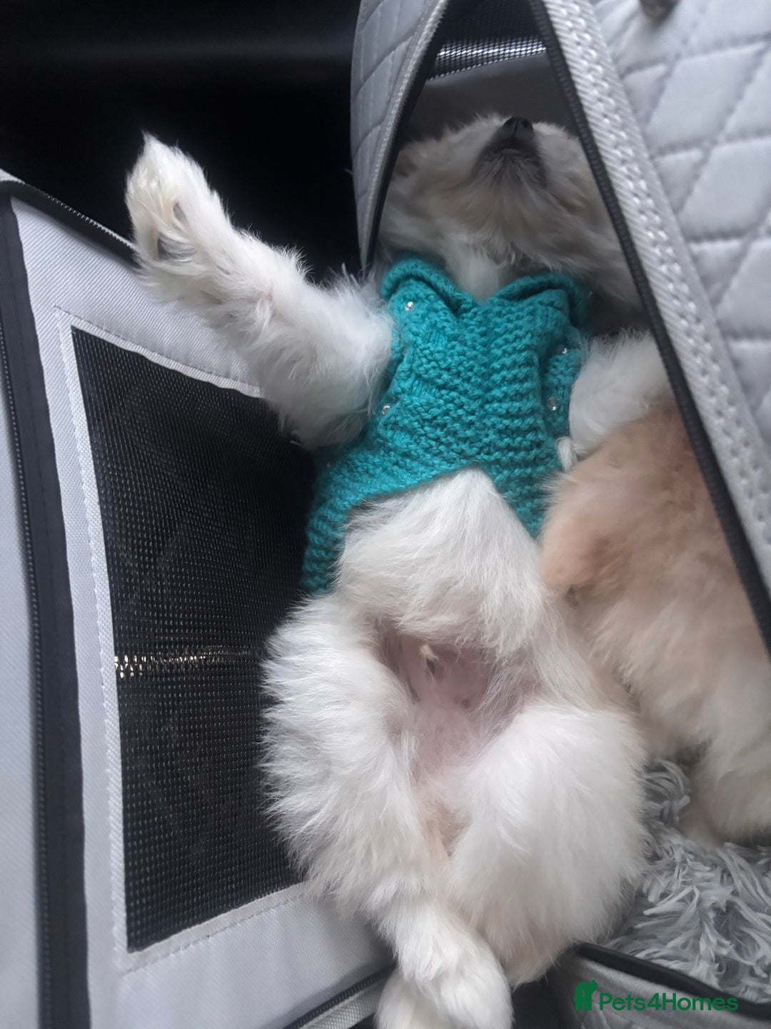 Pomapoo dogs for sale: Pomapoo Puppy - Advert 8