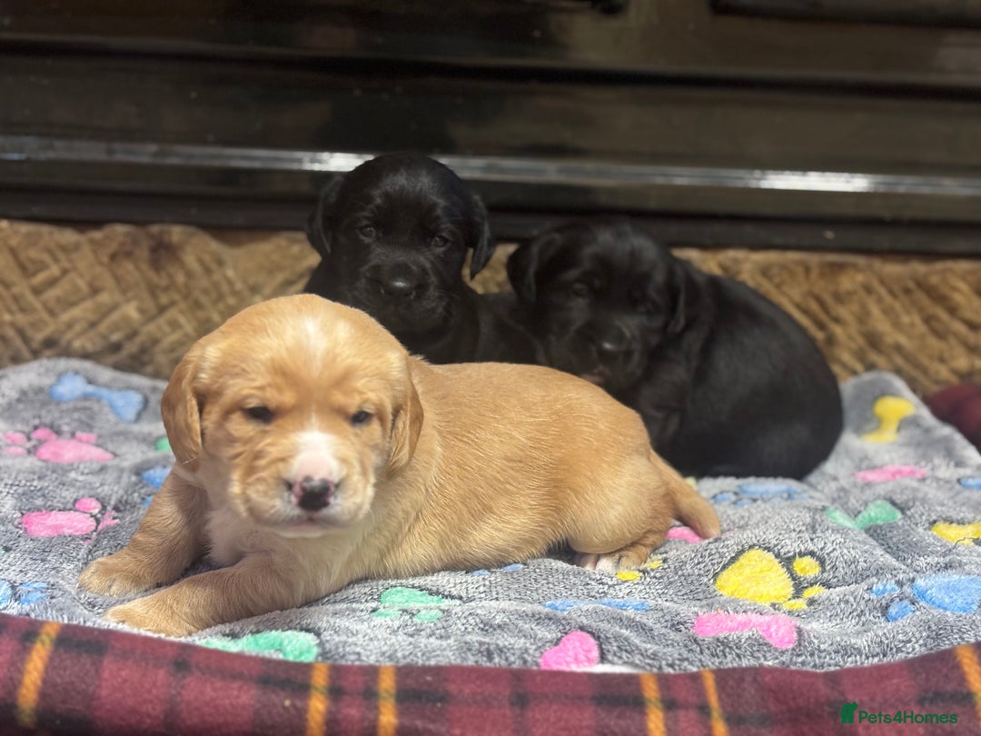 Cockerdor dogs for sale: Stunning Cockerdors - Advert 2