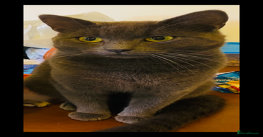 Mixed Breed cats - Advert 7