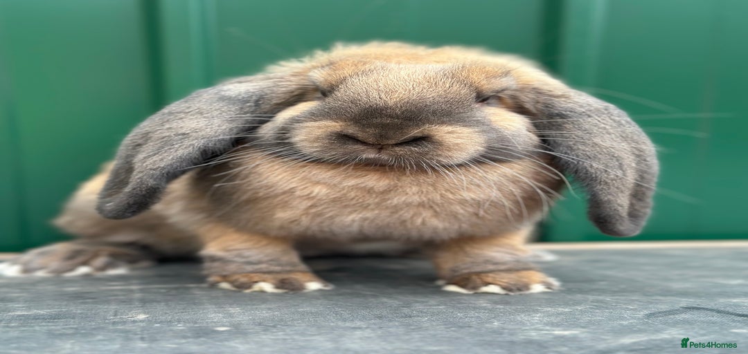 Gallery Image {{count}}