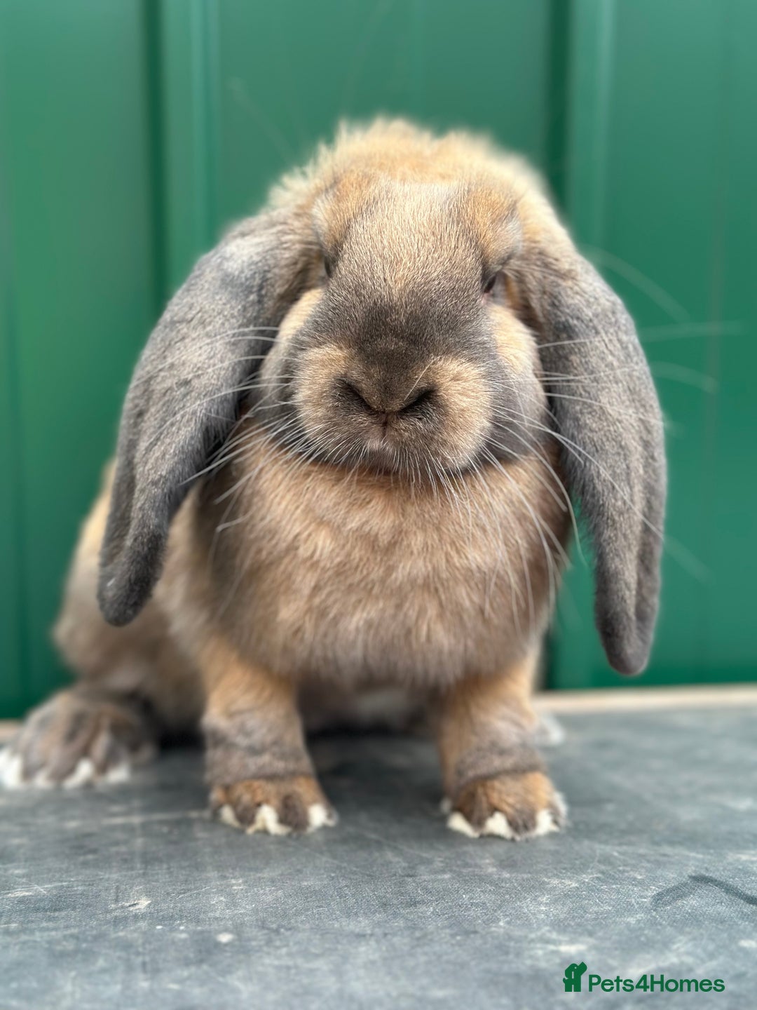 Gallery Image {{count}}