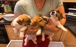 Jack Russell dogs for sale: 3 Jack Russell Puppies Ready to go  - Image 1