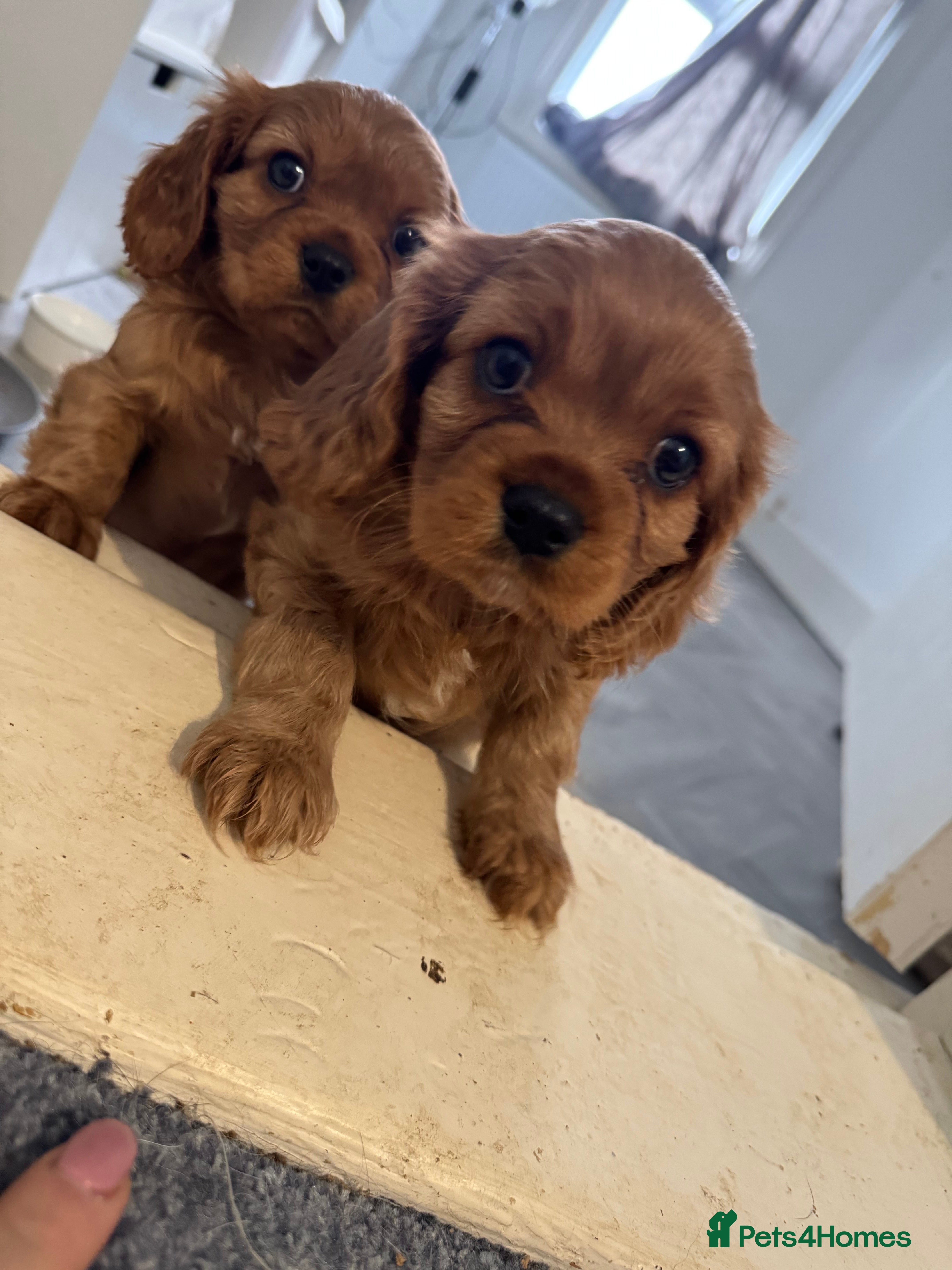 Cavalier King Charles Spaniel dogs Male King Charles Cavalier Puppies 🩵💙 - Advert 4