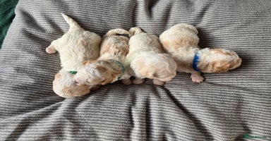 Mixed Breed dogs Beautiful shichon cross cavachon - Advert 12