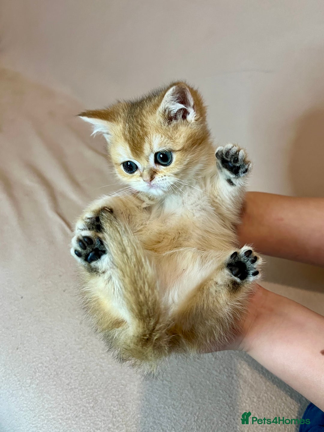 British Shorthair cats for sale: 🐾BSH Golden Kittens🐾  - Advert 27