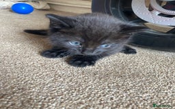 Maine Coon cats for sale: Maine coon x  - Image 5